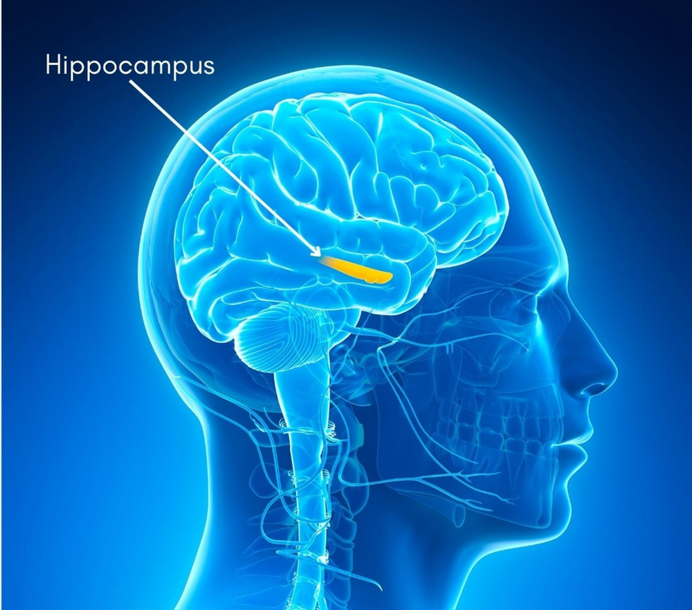 Your Hippocampus The Hippocampus