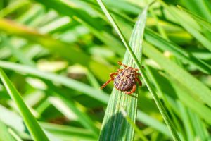 tick on grass